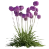 Sticker 🤩 весенний 🌸 сад @TgEmodziBot