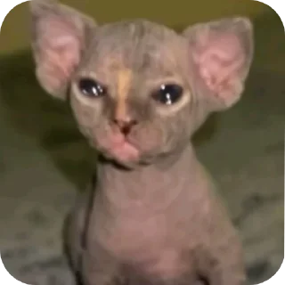 Video sticker 👍 Floptok heaven by::@Etthell