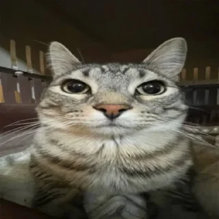 Sticker 😐 RapePack1