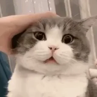 Video sticker 😨 Kɪᴛᴛᴜ's ᴘᴀᴄᴋ (ʙᴀʀғɪ) @ngl_obsessed