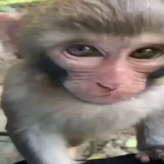 Video sticker 🐵 🐒🌛 | @Playfobian - @Poublickeds
