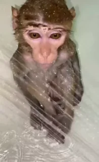 Video sticker 🐵 🐒🌛 | @Playfobian - @Poublickeds