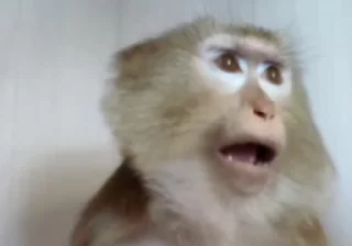 Video sticker 🐵 🐒🌛 | @Playfobian - @Poublickeds