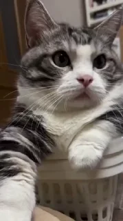 Video sticker 🫃 НЕ ЖМИ 👉🏻 @StarsShop_uzb