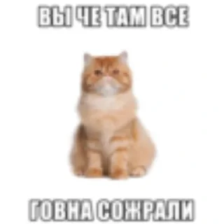 Video sticker 😼 Котаны (@chelloovek)