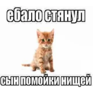 Video sticker 😼 Котаны (@chelloovek)