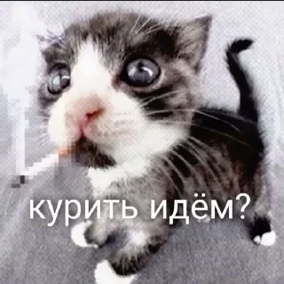 Telegram sticker 😼 Котаны (@chelloovek)