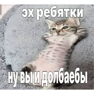 Sticker 😼 Котаны (@chelloovek)