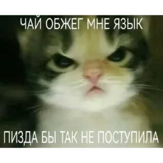 Telegram sticker 😼 Котаны (@chelloovek)
