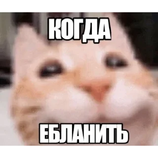 Telegram sticker 😼 Котаны (@chelloovek)