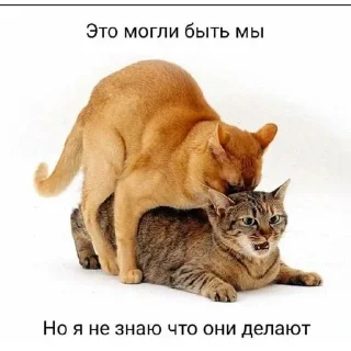 Telegram sticker 😼 Котаны (@chelloovek)