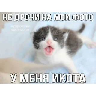 Telegram sticker 😼 Котаны (@chelloovek)