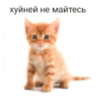 Video sticker 😼 Котаны (@chelloovek)