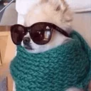 Sticker 🌵 DOGS 🐶