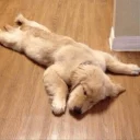 Video sticker 🌵 DOGS 🐶