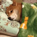 Video sticker 🌵 DOGS 🐶