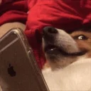 Video sticker 🌵 DOGS 🐶