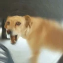 Телеграм стикер 🌵 DOGS 🐶