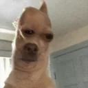 Телеграм стикер 🌵 DOGS 🐶