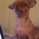 Телеграм стикер 🌵 DOGS 🐶