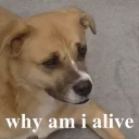 Телеграм стикер 🌵 DOGS 🐶