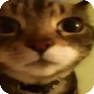 Video sticker ‼️ @Hambutnoburger 2