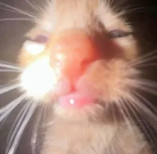 Telegram sticker 👄 @Hambutnoburger 2