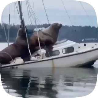 Video sticker 🛥 Больше Стикеров тут👉🏻 @stickersrso