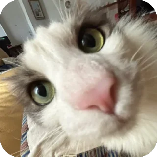 Telegram sticker 🫥 @unoacass