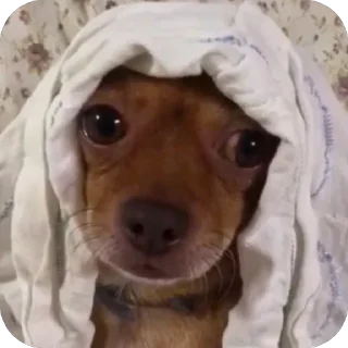 Sticker 🫥 @unoacass