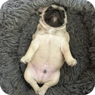 Telegram sticker 🫥 @unoacass