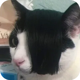 Telegram sticker 🔳 By Eaint