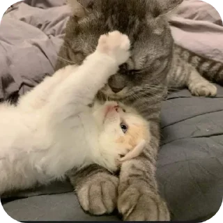 Telegram sticker 🔳 By Eaint