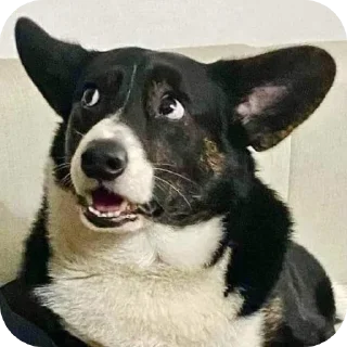 Telegram sticker 🔳 By Eaint