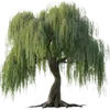 Video sticker 🌳 Nature @emojidi