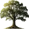 Sticker 🤩 Nature @emojidi