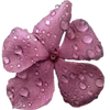 Sticker 🌸 Nature @emojidi