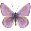 Video sticker 🌟 Nature @emojidi