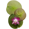 Sticker 🤩 Nature @emojidi