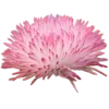 Sticker 🌸 Nature @emojidi