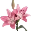 Sticker 🌺 Nature @emojidi