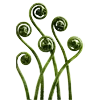 Sticker 🌿 Nature @emojidi