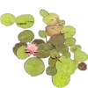Sticker 🤩 Nature @emojidi