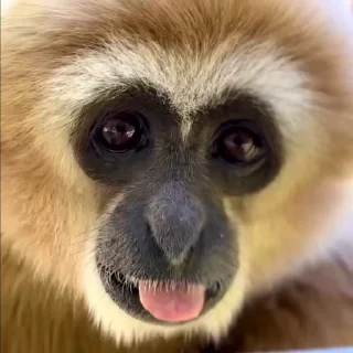 Video sticker 👅 Больше стикеров тут: @stikery_emodzi_memy