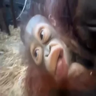 Video sticker 😛 Больше стикеров тут: @stikery_emodzi_memy