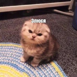 Video sticker 👿 На случай важных переговоров