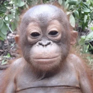 Телеграм стикер 🐵 @RTNjdot on X :: @fStikBot