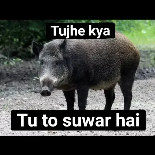 Telegram sticker 🐷 ♠𝙱𝙰𝙳𝚂𝙷𝙰𝙷 ⸙ :: @fStikBot