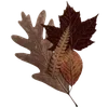 Sticker 🍁 ୨ᰍ  𓂃  The beauty of autumn    :: @fStikBot