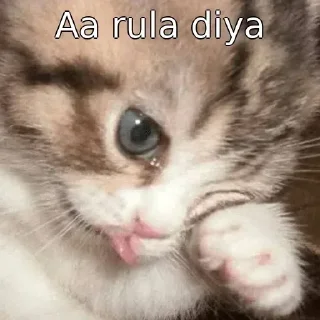 Video sticker 😰 ꧁𓊈❤️𒆜𝐉͢ᴀͥ͢sᷧs͓ⷨ𒆜❤️𓊉꧂s kang pack